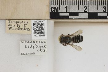 Media type: image;   Entomology 786088 Aspect: Labels